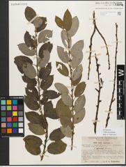 Foto von Salix myrsinifolia Salisb.